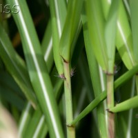 Elephant Grass